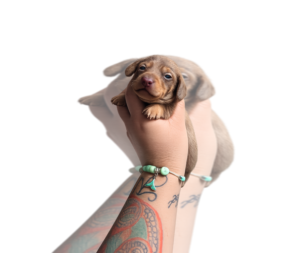 Medium Photo #4 Dachshund Puppy For Sale in HAWTHORNE, CA, USA