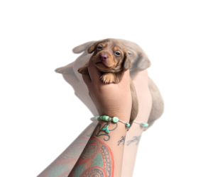Medium Dachshund