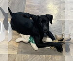 Small #3 Labrador Retriever Mix