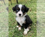 Small Photo #7 Miniature Australian Shepherd Puppy For Sale in WOODRUFF, SC, USA