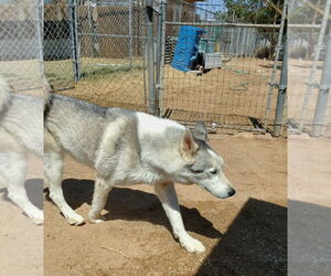 Lobo - - Male Siberian Husky Dog for Adoption - Photo #9