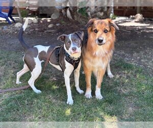 Poppy Seed - Female Mutt Dog for Adoption - Photo #3
