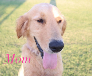 Mother of the Golden Retriever puppies born on 07/10/2022