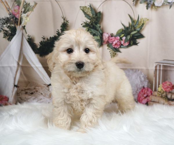Medium Photo #2 Bernedoodle-Poodle (Miniature) Mix Puppy For Sale in WARSAW, IN, USA
