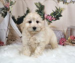 Small Photo #2 Bernedoodle-Poodle (Miniature) Mix Puppy For Sale in WARSAW, IN, USA