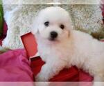 Small Bichon Frise