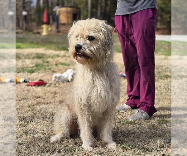 Medium Photo #4 Mutt Puppy For Sale in Yardley, PA, USA