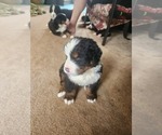 Puppy Luca Bernese Mountain Dog