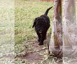 Small #2 Poodle (Standard)