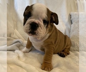 English Bulldog Puppy for sale in JOHNS ISLAND, SC, USA