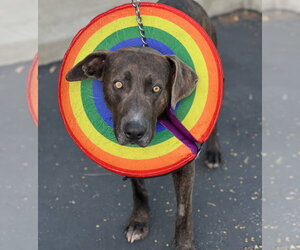 Jacob - Male Labmaraner Dog for Adoption - Photo #2