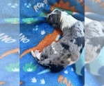 Small Photo #13 Aussiedoodle-Bernedoodle Mix Puppy For Sale in BELTON, SC, USA