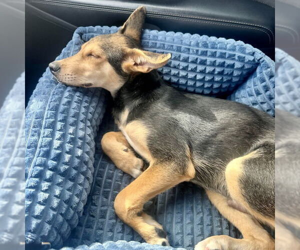 Medium Photo #4 Mutt Puppy For Sale in San Juan Capistrano, CA, USA