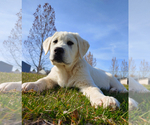 Small Photo #5 Labrenees Puppy For Sale in NINE MILE FALLS, WA, USA