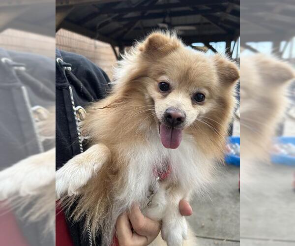 Medium Photo #1 Pomeranian-Unknown Mix Puppy For Sale in Lodi, CA, USA