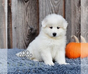 Samoyed Puppy for sale in MILLERSTOWN, PA, USA