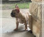 Small Photo #6 French Bulldog Puppy For Sale in RICHMOND, TX, USA