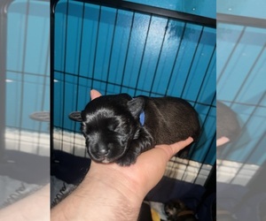 Schnauzer (Miniature) Puppy for sale in CORONA, NY, USA