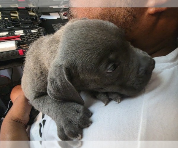 Medium Photo #1 Cane Corso Puppy For Sale in RENTON, WA, USA