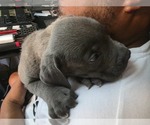 Puppy Puppy 1 Blue Cane Corso