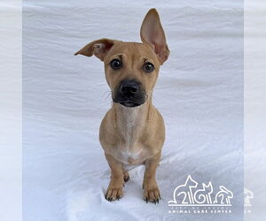 Dachshund-Unknown Mix Dogs for adoption in Irvine, CA, USA