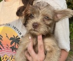 Puppy Dusty Cairn Terrier