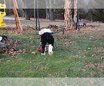 Small Photo #44 Old English Sheepdog Puppy For Sale in MARIONVILLE, MO, USA
