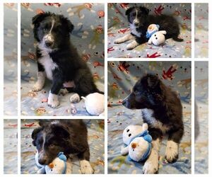 Border Collie Puppy for sale in LOCKE, NY, USA