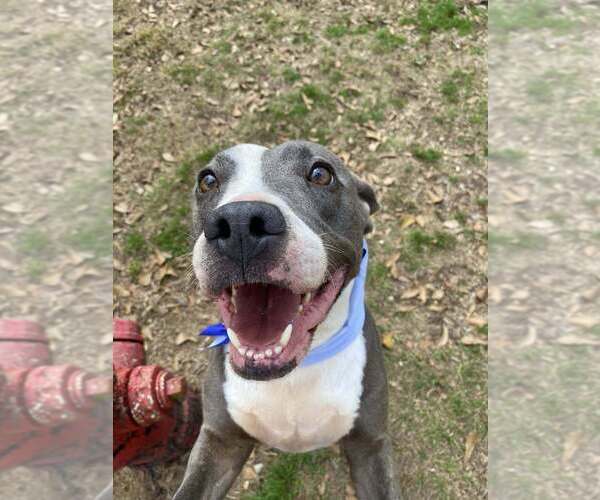 Medium Photo #8 Mutt Puppy For Sale in Abbeville, LA, USA