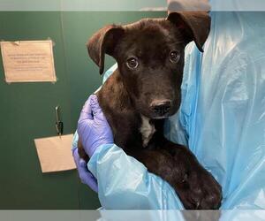 Mutt Dogs for adoption in Pasadena, CA, USA