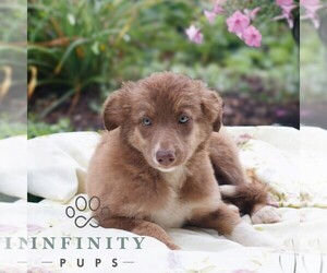 Border Collie Puppy for sale in GAP, PA, USA