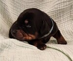 Small Photo #4 Doberman Pinscher Puppy For Sale in RIVERSIDE, CA, USA