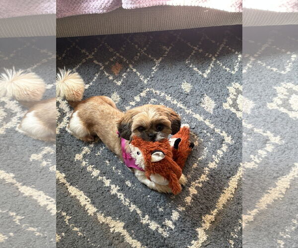 Medium Photo #2 Shih Tzu Puppy For Sale in St. Louis Park, MN, USA