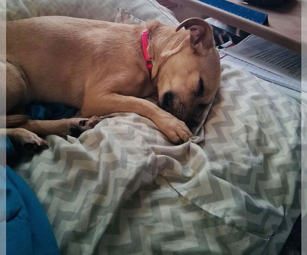 Medium Photo #6 Jack Chi Puppy For Sale in Princeton, MN, USA