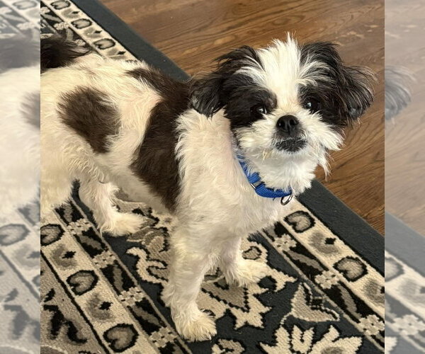 Medium Photo #26 Shih Tzu-Unknown Mix Puppy For Sale in New York, NY, USA