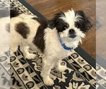 Small #25 Shih Tzu Mix