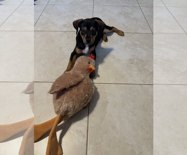 Medium Photo #6 Dachshund-Unknown Mix Puppy For Sale in Royal Palm Beach, FL, USA