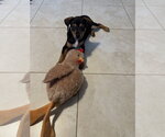 Small #5 Dachshund Mix