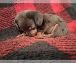 Small #2 Dachshund
