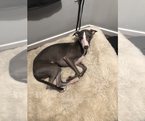 Medium Photo #1 Italian Greyhound Puppy For Sale in PORTLAND, OR, USA