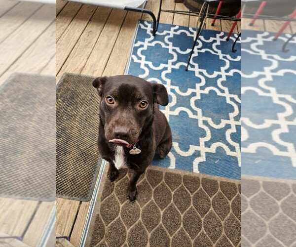 Medium Photo #15 Mutt Puppy For Sale in Candler, NC, USA