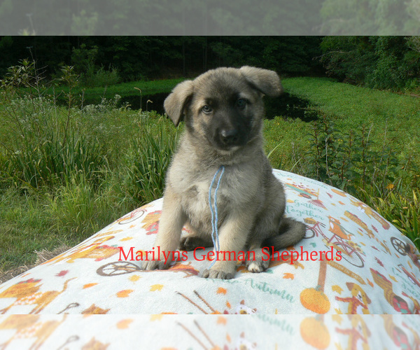 Medium Photo #4 German Shepherd Dog Puppy For Sale in PIEDMONT, MO, USA