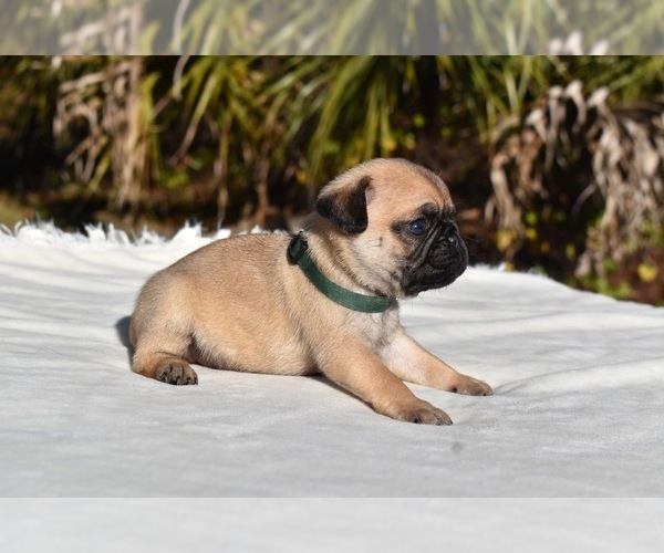 Medium Photo #3 Pug Puppy For Sale in PALM COAST, FL, USA