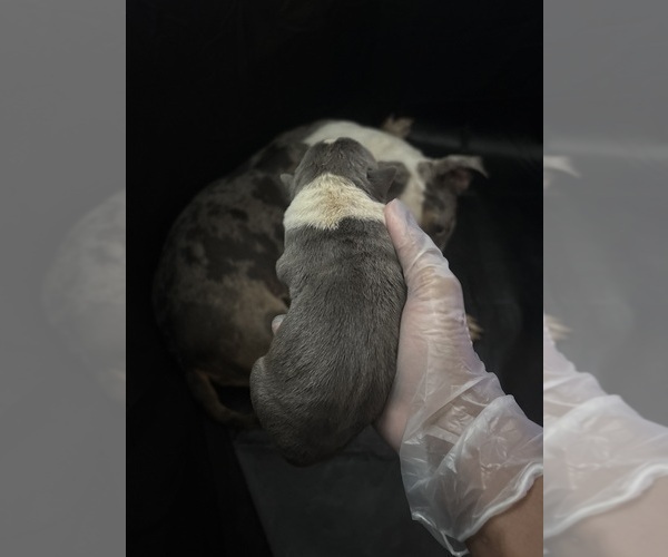 Medium Photo #4 American Bully Puppy For Sale in PARKVILLE, MD, USA
