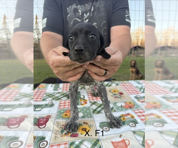 Medium Photo #5 German Shorthaired Pointer Puppy For Sale in ARGONNE, WI, USA