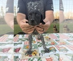 Small Photo #6 German Shorthaired Pointer Puppy For Sale in ARGONNE, WI, USA