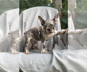 French Bulldog Dog for Adoption in CUMMING, Georgia USA
