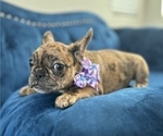 Small Photo #13 French Bulldog Puppy For Sale in JERSEY CITY, NJ, USA