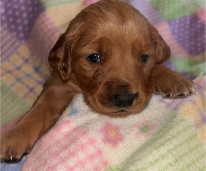 Golden Retriever Puppy for sale in ALLEGAN, MI, USA