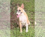 Small #2 Bull Terrier Mix